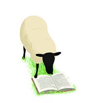 Sheep reading a book