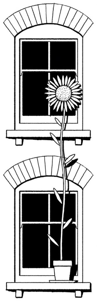Sunflower and windows