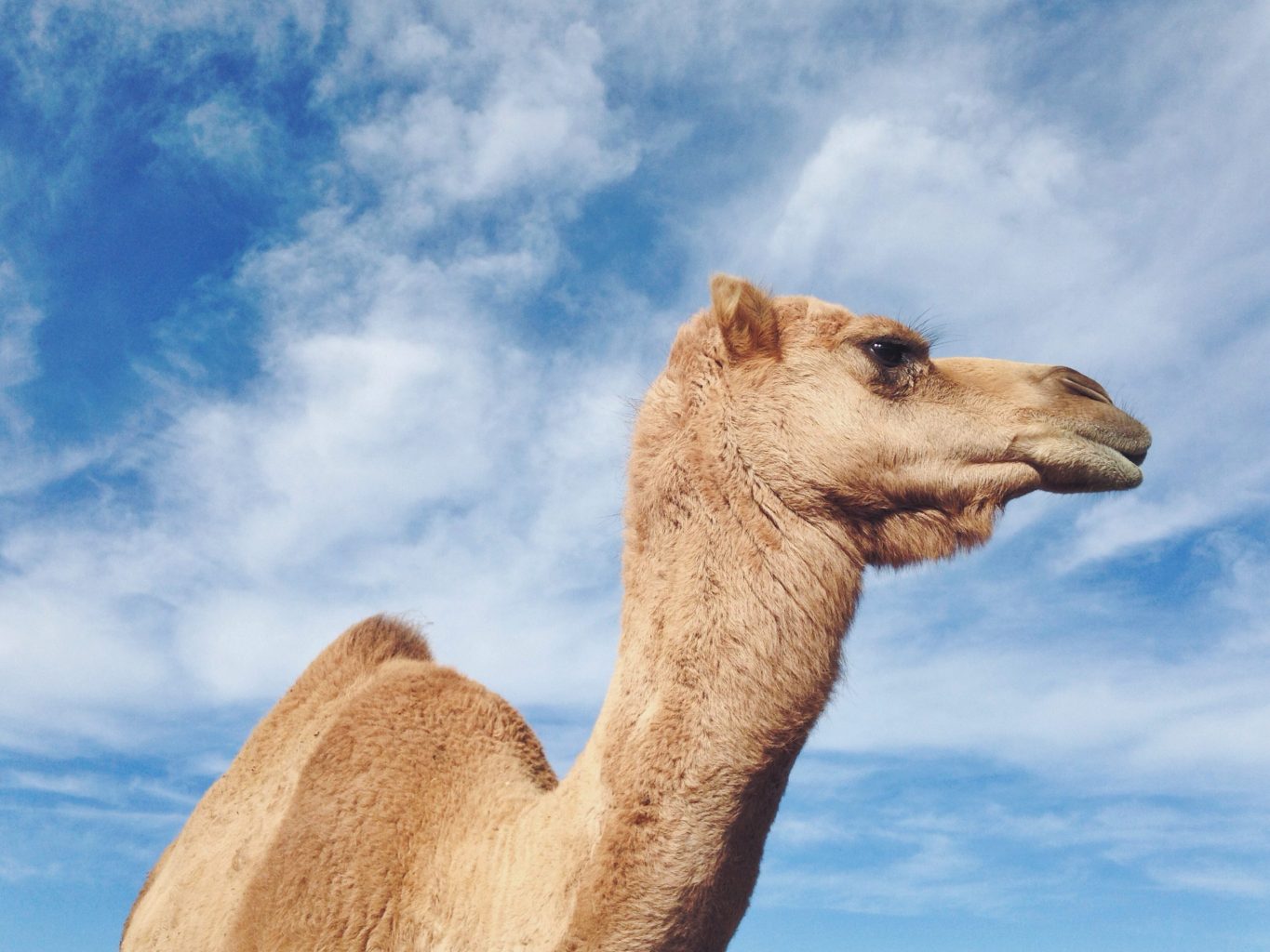 Looking up at Dromedary camel