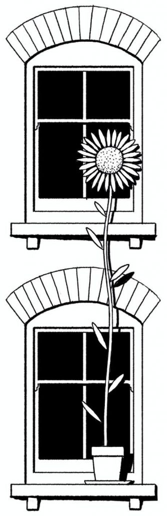 Window with sunflower