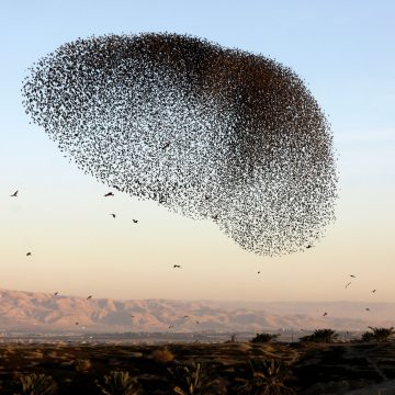 murmuration of starlings over hills