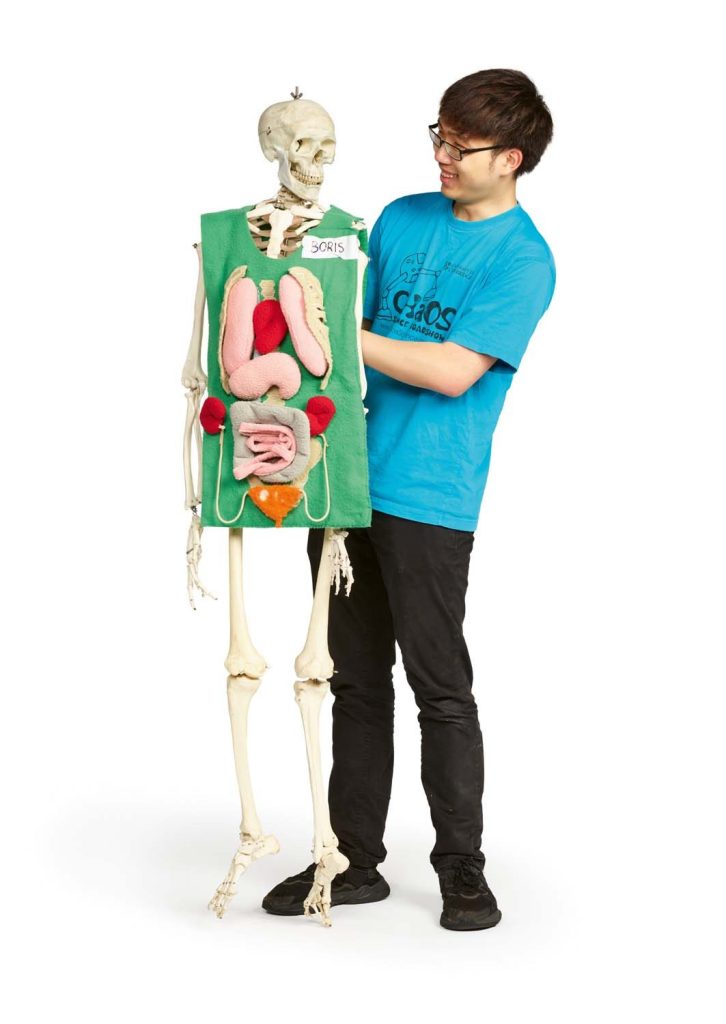 Student holding up skeleton showing model organs